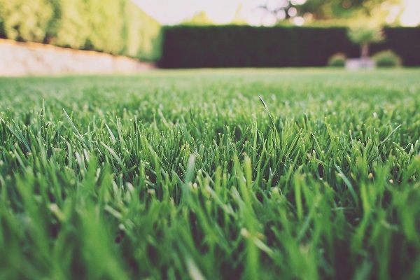A Perfect Lawn of Grass
