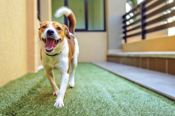 A happy dog playing safely on artificial grass