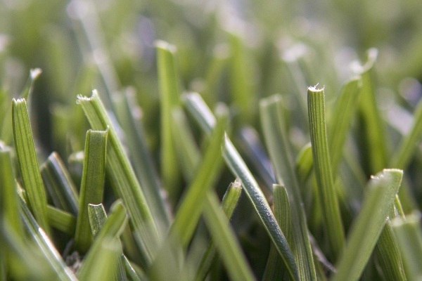 Is Cricket Grass Real or Fake