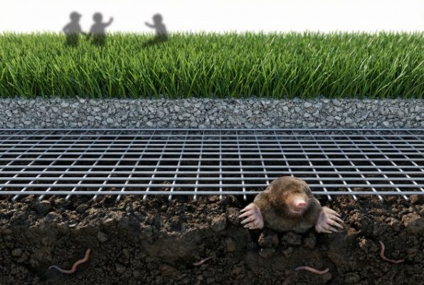 What do moles hate the most