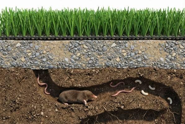 Does Artificial Grass Prevent Moles
