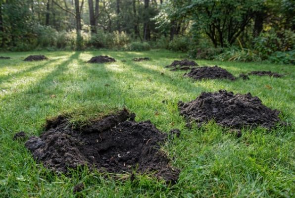 What causes moles to appear