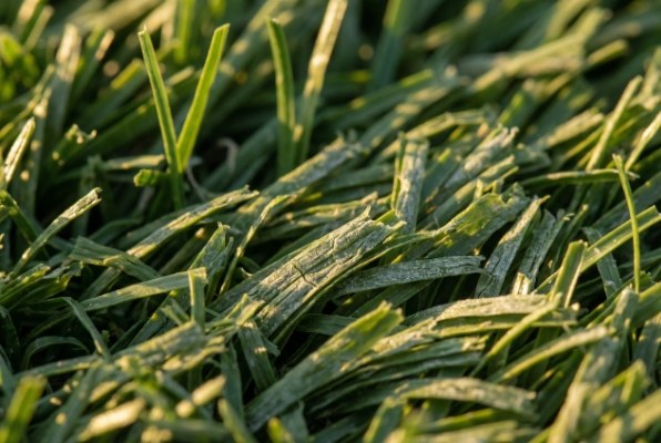 What causes flat blades in artificial grass?