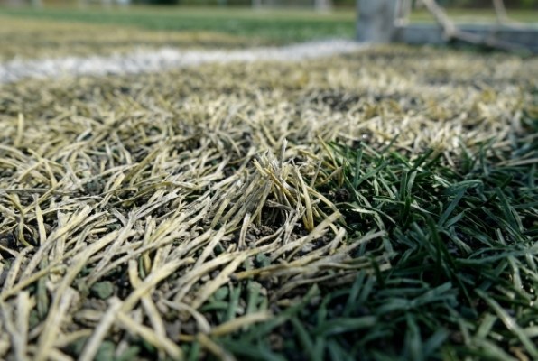 Faded artificial grass