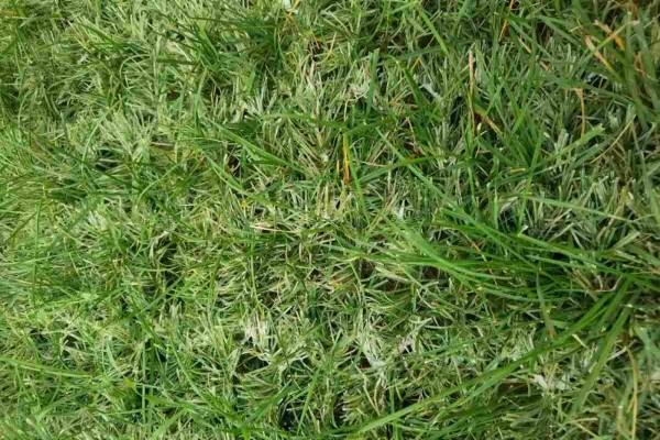 natural grass growing through artificial turf timeline