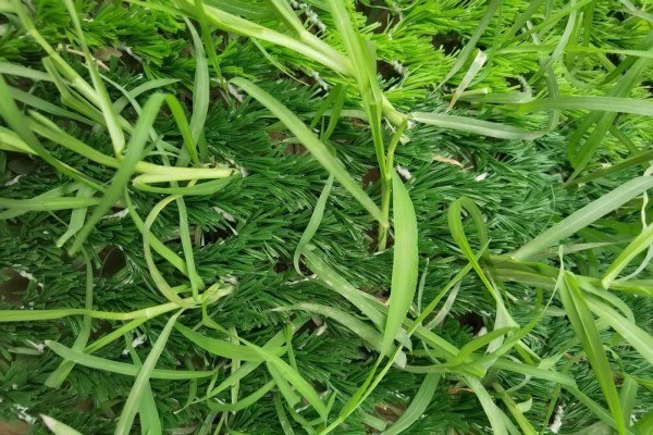 open woven hybrid turf allows grass to grow through artificial turf