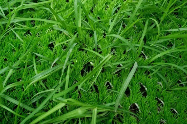 Open woven backing protecting natural grass roots