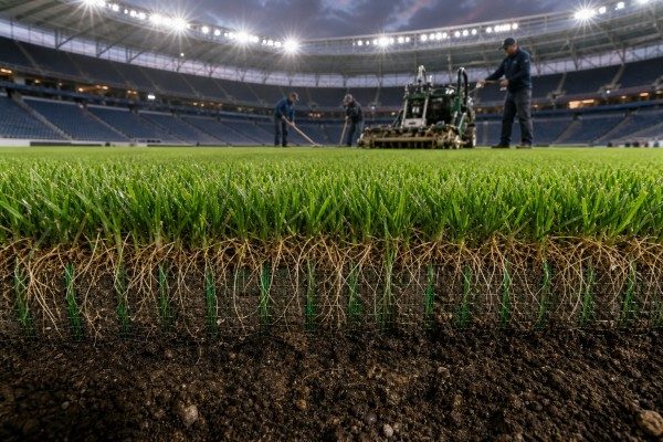 What is hybrid grass used in stadiums?